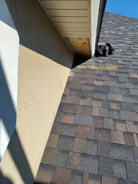 How To Identify And Remove Florida Roof Rats | InnoTech Pest Management