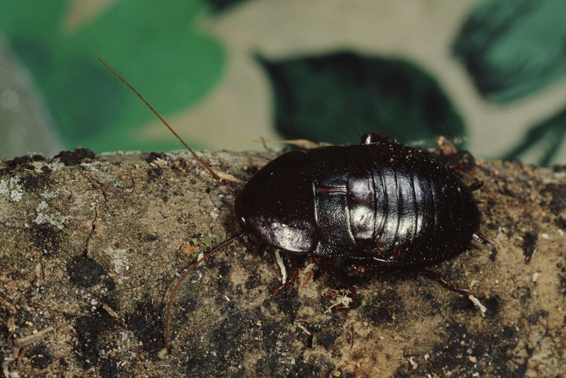 Oriental Cockroach