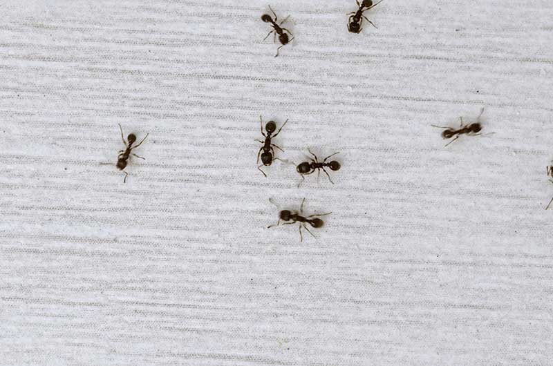 Odorous House Ants