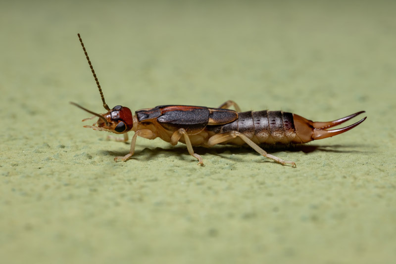 Earwig