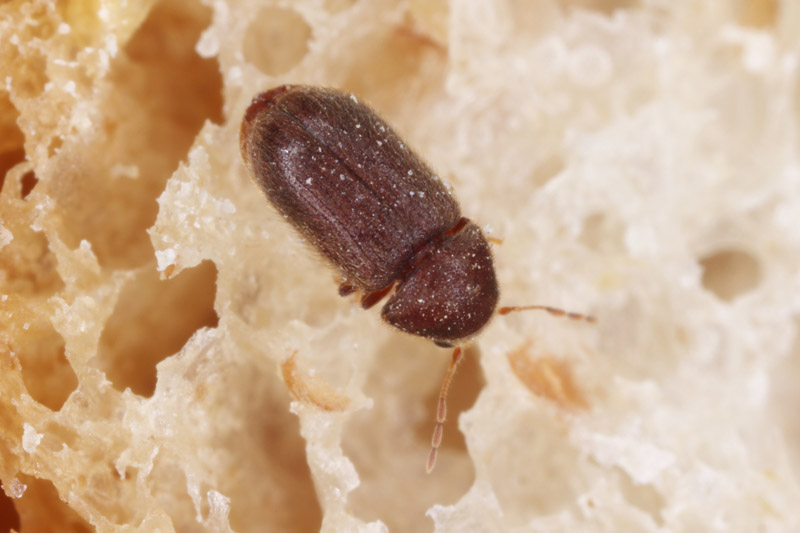 Drugstore Beetle