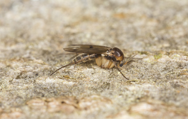Fungus Gnat