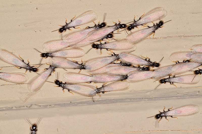 Drywood Termites