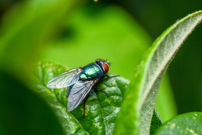 Bottle Fly