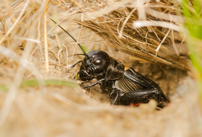 Field Cricket