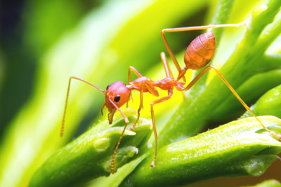 Fire Ants