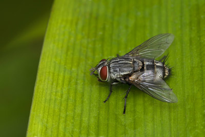 Flesh Flies