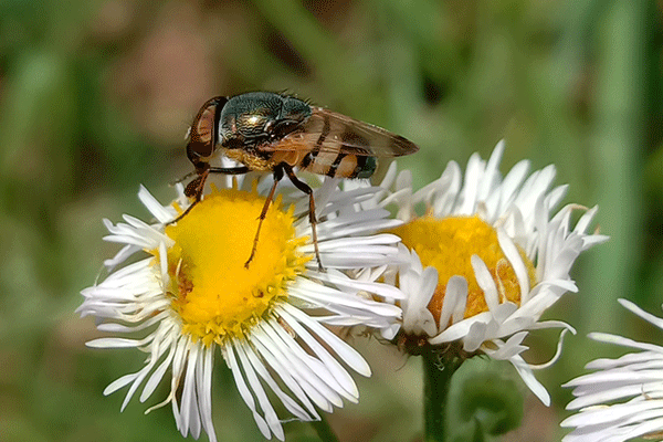 Phorid Flies