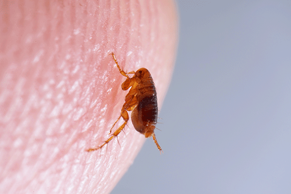 Fleas