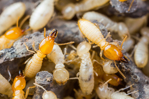 Formosan Termites