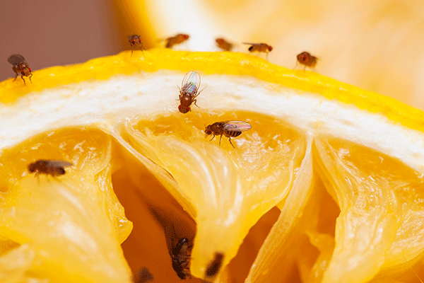 Fruit Flies