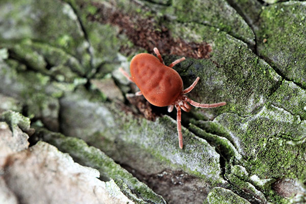 Clover Mites