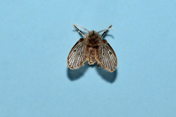 Drain Flies