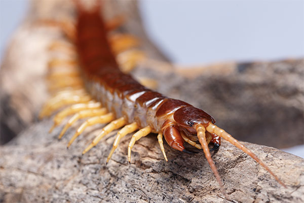 Centipedes