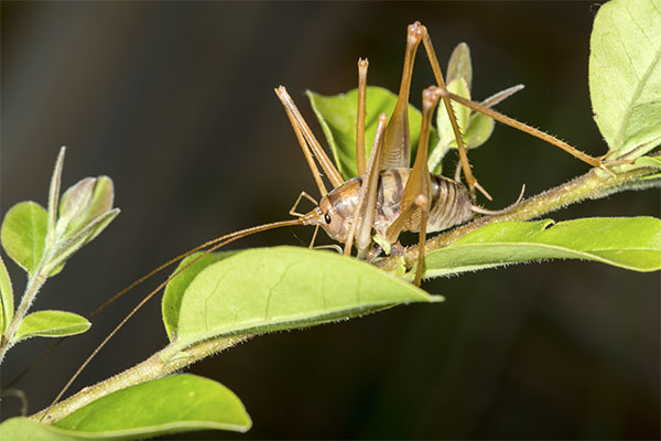 Camel Crickets