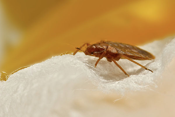 Bed Bugs