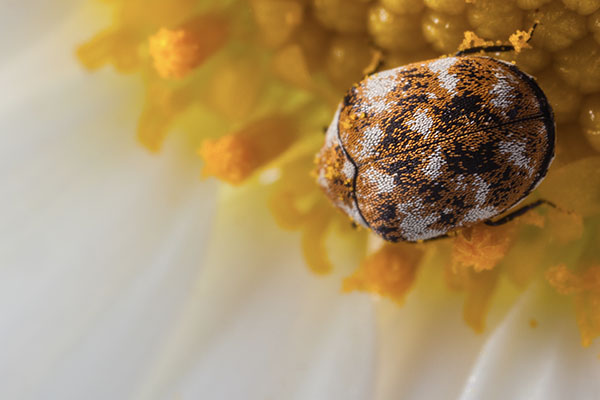 Carpet Beetles