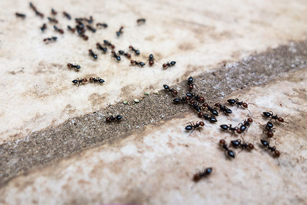 Ants (General)