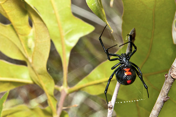 Black Widows