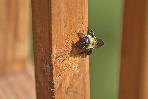 Carpenter Bees