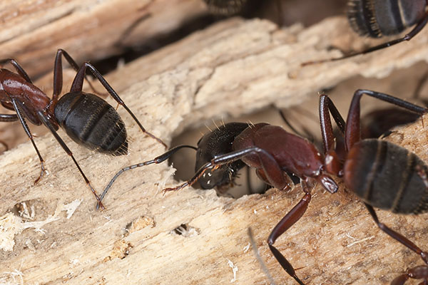 Ants (Carpenter Ants)