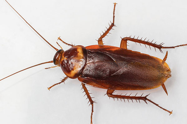 American Cockroaches