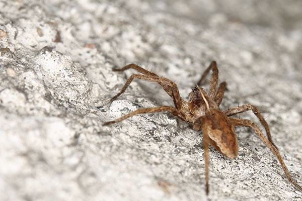 Brown Recluse Spiders
