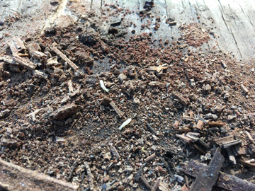 Subterranean Termites